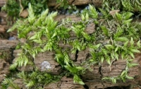 moss growing on decaying tree