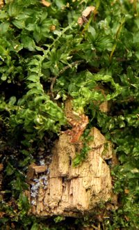 Moss growing on a decaying tree