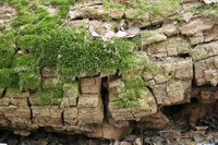 Moss growing on a decaying tree