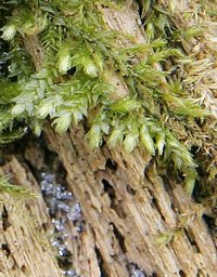 Moss growing on a decaying tree