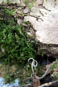 Moss growing on a decaying tree