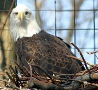 bald eagle photo