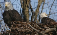 bald eagles photo