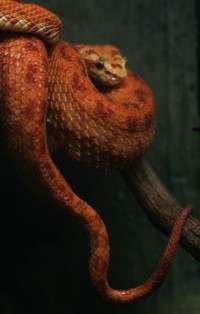 snake - columbus zoo