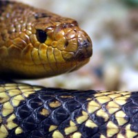 snake - columbus zoo