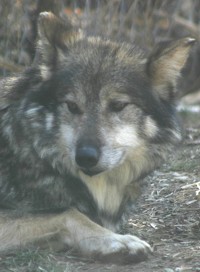 mexican wolf photo