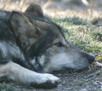 mexican wolf photo