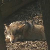 mexican wolf photo