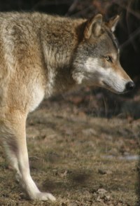 timber wolf photo