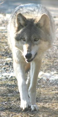 timber wolf photo