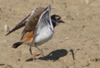 killdeer