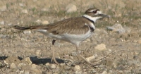 killdeer