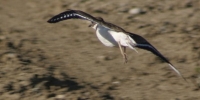 killdeer flying