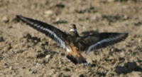 killdeer landing