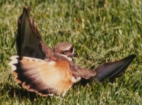 killdeer display