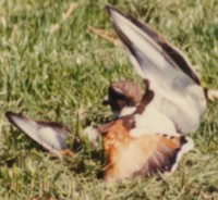 killdeer display