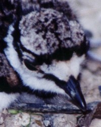 baby killdeer