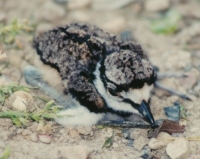 killdeer chick