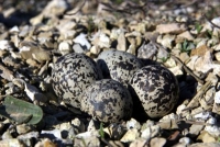 killdeer eggs