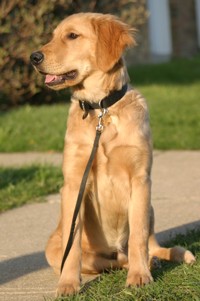 dewey - golden retriever