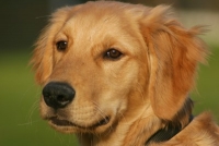 dewey - golden retriever