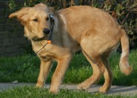 dewey - golden retriever