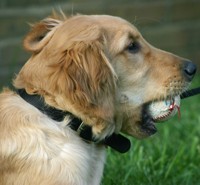 dewey - golden retriever