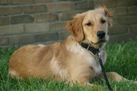 dewey - golden retriever