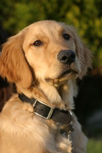 dewey - golden retriever