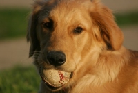 dewey - golden retriever