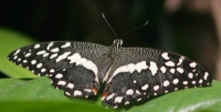 Franklin Park Conservatory butterfly