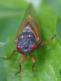 periodical locust