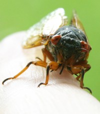 periodical locust on finger