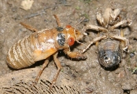 periodical locust emerging