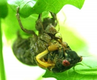 periodical locust shedding