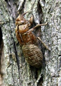 periodical locust husk