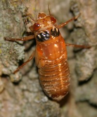 cicada