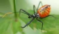 assassin bug