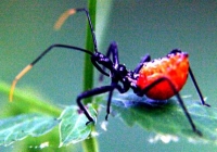 assassin bug