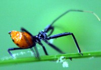 assassin bug