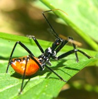 assassin bug