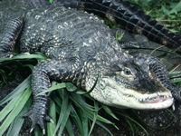 Alligator