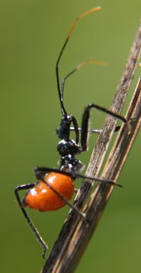 assassin bug