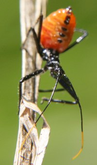 assassin bug