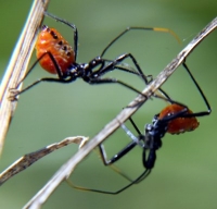 assassin bugs