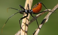 assassin bug