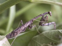 Preying Mantis 1