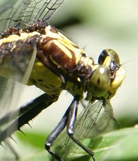 dragonfly eating damselfly