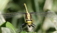 dragonfly eating damselfly