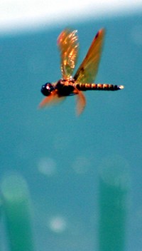 flying dragonfly